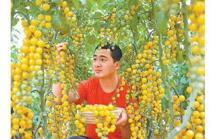 山東壽光：蔬菜之鄉(xiāng)上揚(yáng)產(chǎn)業(yè)“微笑曲線(xiàn)”