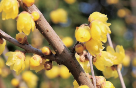 詠梅詩(shī)詞里的“梅”究竟是什么花？