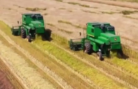 湖北首塊“噸半糧”示范田的高產(chǎn)密碼