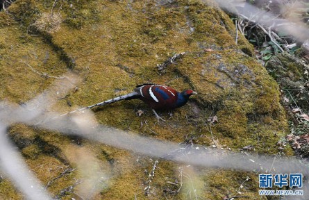 云南麗江老君山首次發(fā)現(xiàn)國(guó)家一級(jí)重點(diǎn)保護(hù)野生動(dòng)物黑頸長(zhǎng)尾雉