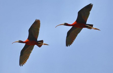 國(guó)家一級(jí)重點(diǎn)保護(hù)野生動(dòng)物彩鹮現(xiàn)身廣東東莞