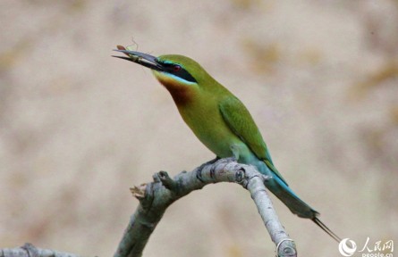 國(guó)家二級(jí)重點(diǎn)保護(hù)野生動(dòng)物栗喉蜂虎“組團(tuán)”飛抵福建廈門