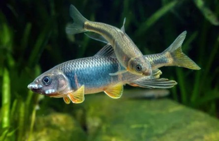 跑現(xiàn)場重調研，從一條小魚做出生態(tài)保護大文章