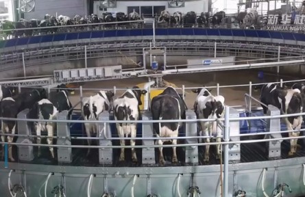 辦“身份證”、戴“運(yùn)動項圈” 奶牛場里的人工智能