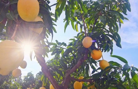 文旅局長(zhǎng)說(shuō)文旅：四川省攀枝花市米易縣