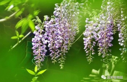 物種故事 | 紫藤：密葉隱歌鳥(niǎo)，香風(fēng)留美人