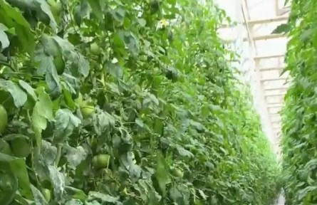 河南開封高效智慧農(nóng)業(yè)產(chǎn)業(yè)集群：近8萬平米溫室 一個人輕松搞定！