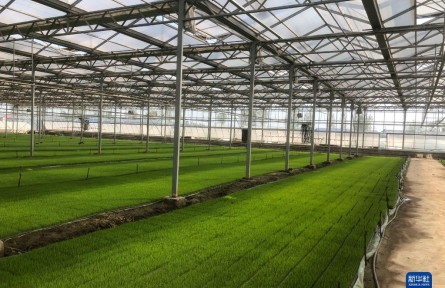 好種子怎樣更好推廣到農(nóng)民中去？——東北三省糧食生產(chǎn)蹲點調研之一