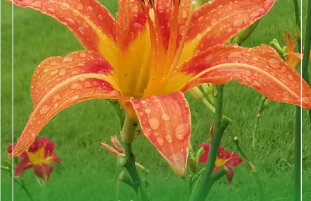 物種故事 | 萱草：中國(guó)傳統(tǒng)的“母親花”