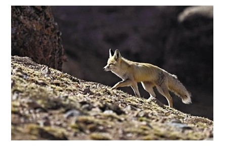 想去三江源國家公園？先考試！