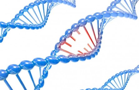 辟謠 | “人是猴子變的”？