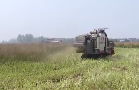 安徽望江：52萬畝油菜進入收割旺季