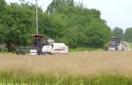 安徽桐城：16萬畝油菜開鐮收割 機械化作業(yè)減少損失