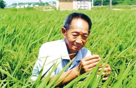 守望世紀(jì)糧倉(cāng)——寫在袁隆平院士逝世兩周年之際