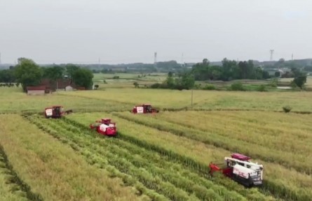 湖北：做好田間“減法” 守護(hù)糧食豐產(chǎn)