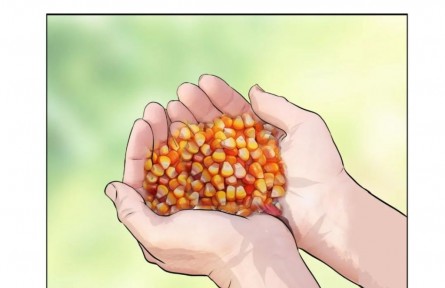 手繪漫畫《向未來》：玉米育種專家程相文與南繁的一見“種”情