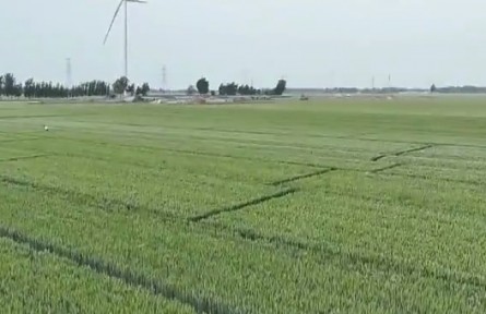 山東：持續(xù)加強(qiáng)田間管理 全力備戰(zhàn)“三夏”生產(chǎn)