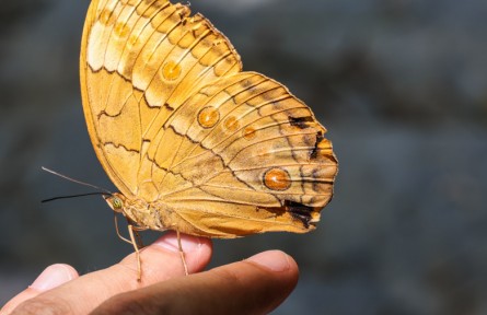 云南金平：近億只蝴蝶集中羽化成蝶 場(chǎng)面壯觀