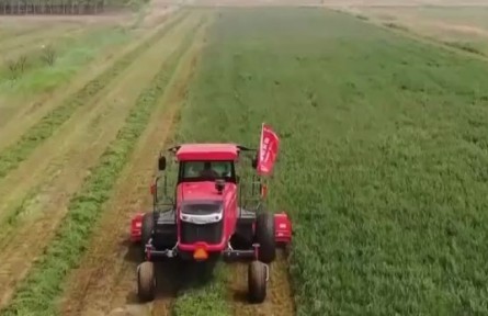 山東無(wú)棣：紫花苜蓿收獲 探索鹽堿地改良新路徑