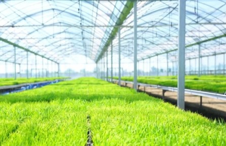 天津：小站稻進入大面積插秧高峰期 育秧基地加快育苗保供應