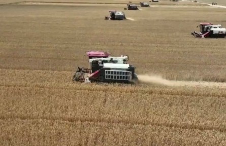 安徽：千方百計抓緊搶收 確保小麥顆粒歸倉