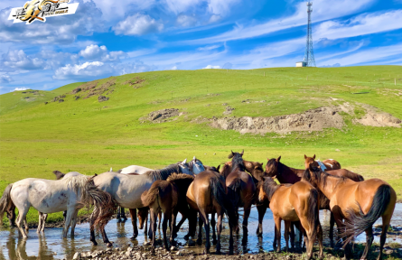 內(nèi)蒙古：牧云千里，碧草如歌