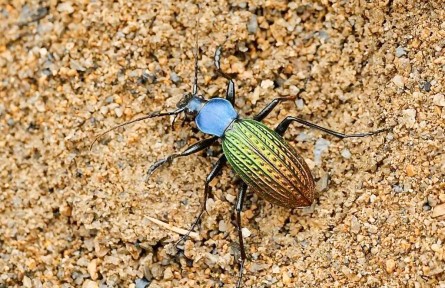 碩步甲：競(jìng)走健將 農(nóng)田益蟲(chóng)