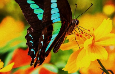 物種故事 | 青鳳蝶：喜食花蜜“視覺(jué)王者”