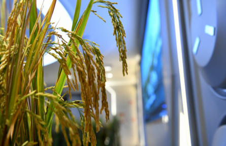 中國(guó)人的種菜天賦上天了！太空如何種水稻？