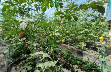 草莓地里的西瓜長(zhǎng)在“空中”，北京昌平套種模式上新