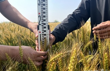 401公斤！河北黃驊旱堿麥?zhǔn)痉秴^(qū)畝產(chǎn)創(chuàng)新高