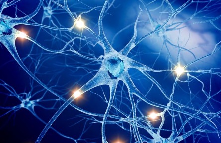 科技名詞 | 中樞神經(jīng)系統(tǒng) central nervous system，CNS