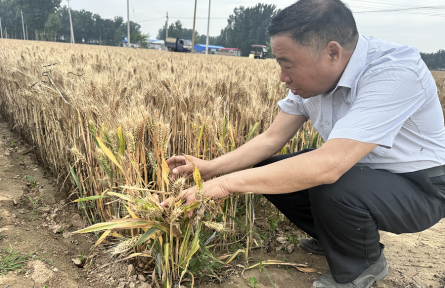 河南新鄉(xiāng)延津縣：托管小麥地頭“進(jìn)廠”