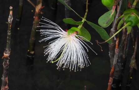 物種故事 | 海桑：我國(guó)紅樹(shù)林造林的主要樹(shù)種之一