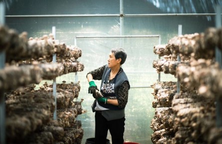 陜西柳林：生態(tài)與產(chǎn)業(yè)融合發(fā)展 小小香菇“飄香”鄉(xiāng)村振興路