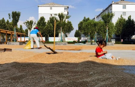 大院曬糧，塔內(nèi)烘干——山東夏糧產(chǎn)后服務(wù)見聞
