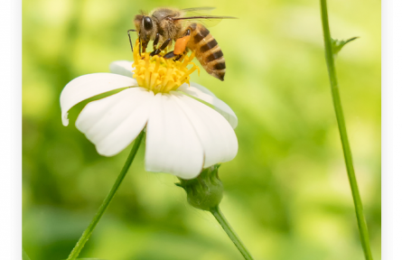名言 | 李綱：但得蜜成功用足，不辭辛苦與君嘗