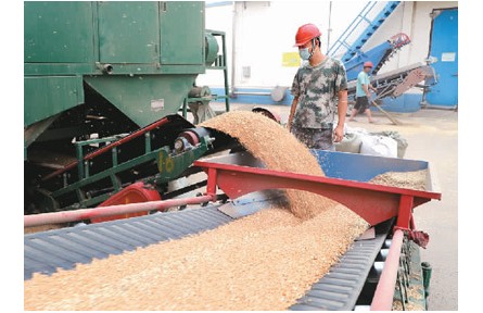 這個(gè)“三夏”，田間滿滿“科技范兒”