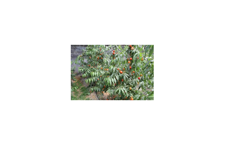 22.一種設(shè)施桃、杏、李專用樹形“細柱形”（一根棍）的培育方法