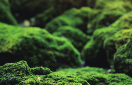 物種故事 | 苔蘚、地衣：各具特色的環(huán)境指示物種