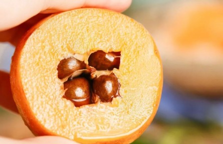 枇杷真能止咳嗎？