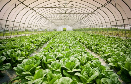 反季節(jié)蔬菜真有這么不健康嗎？