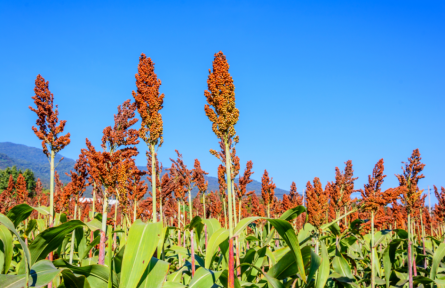 醬香味道的背后有何玄機(jī)？