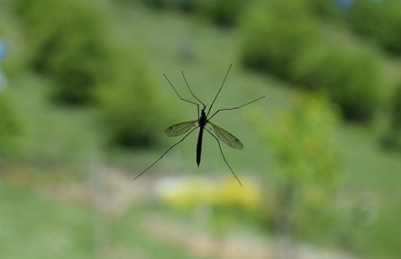 蚊子到底最?lèi)?ài)哪種人？真正有效的滅蚊方法是……