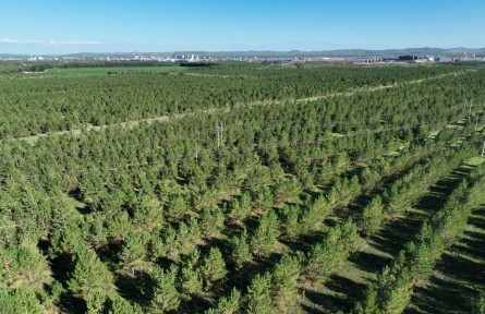 沙地上種出一片“綠?！薄獌?nèi)蒙古自治區(qū)錫林郭勒盟多倫縣生態(tài)治理見聞