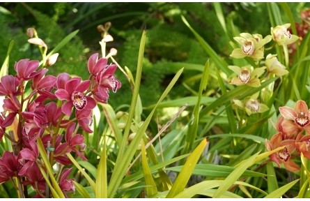 家庭養(yǎng)蘭宜選哪些品種？