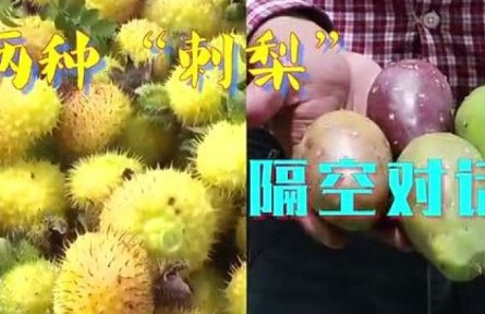 中國(guó)貴州對(duì)話墨西哥城：兩種“刺梨”，共品豐收甜蜜