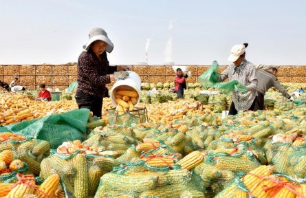 單產(chǎn)提升、以豐補(bǔ)歉、播種有序——河北秋收秋種一線見聞