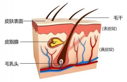干細胞移植真的能治療脫發(fā)？先別急著嘗試