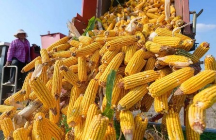 仲農(nóng)平：多地受災(zāi)，秋糧為何還豐收？